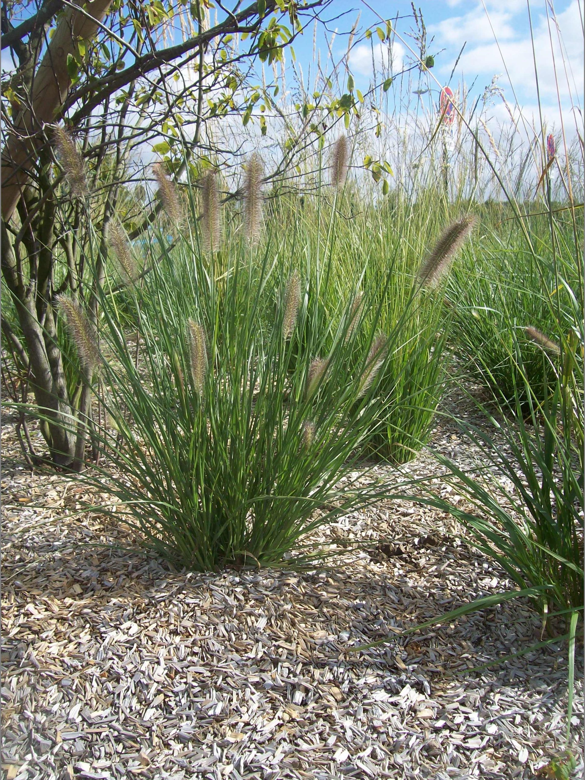Horizon Espaces Verts plantations