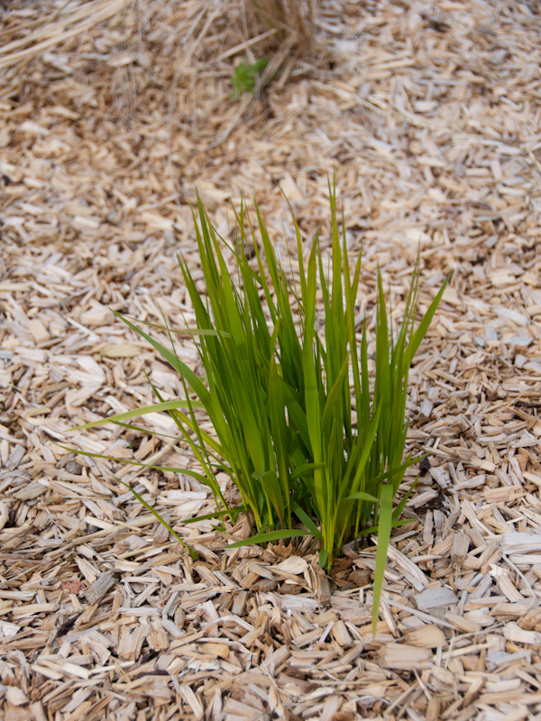 Horizon Espaces Verts paillage naturel démarche RSE
